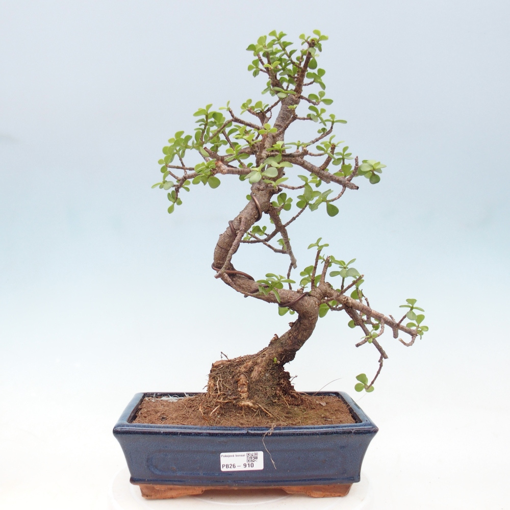 Pokojová bonsai - Portulakaria Afra - Tlustice