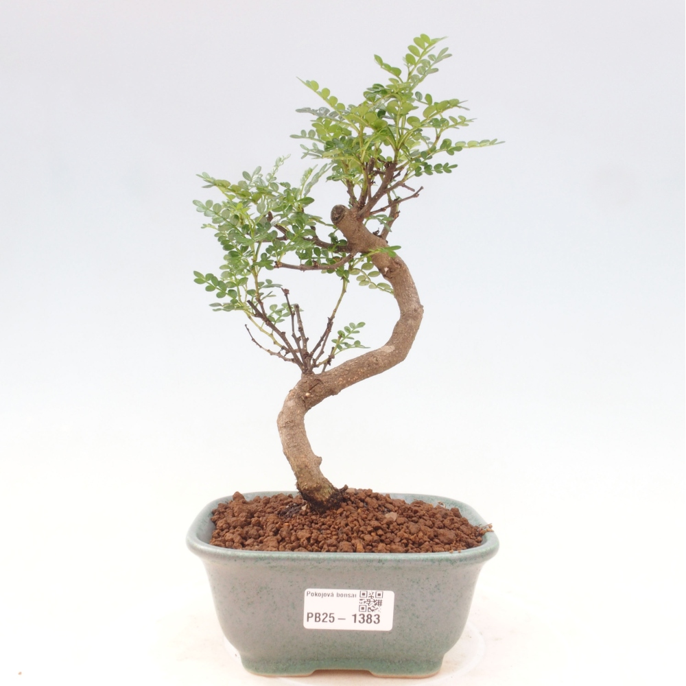 Pokojová bonsai - Zantoxylum piperitum - pepřovník