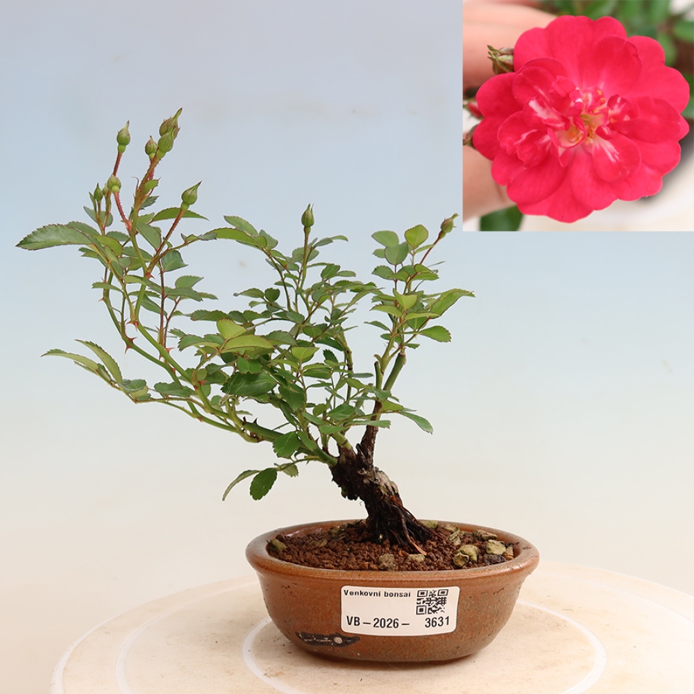 Venkovní bonsai - Rosa Kordes -  růže