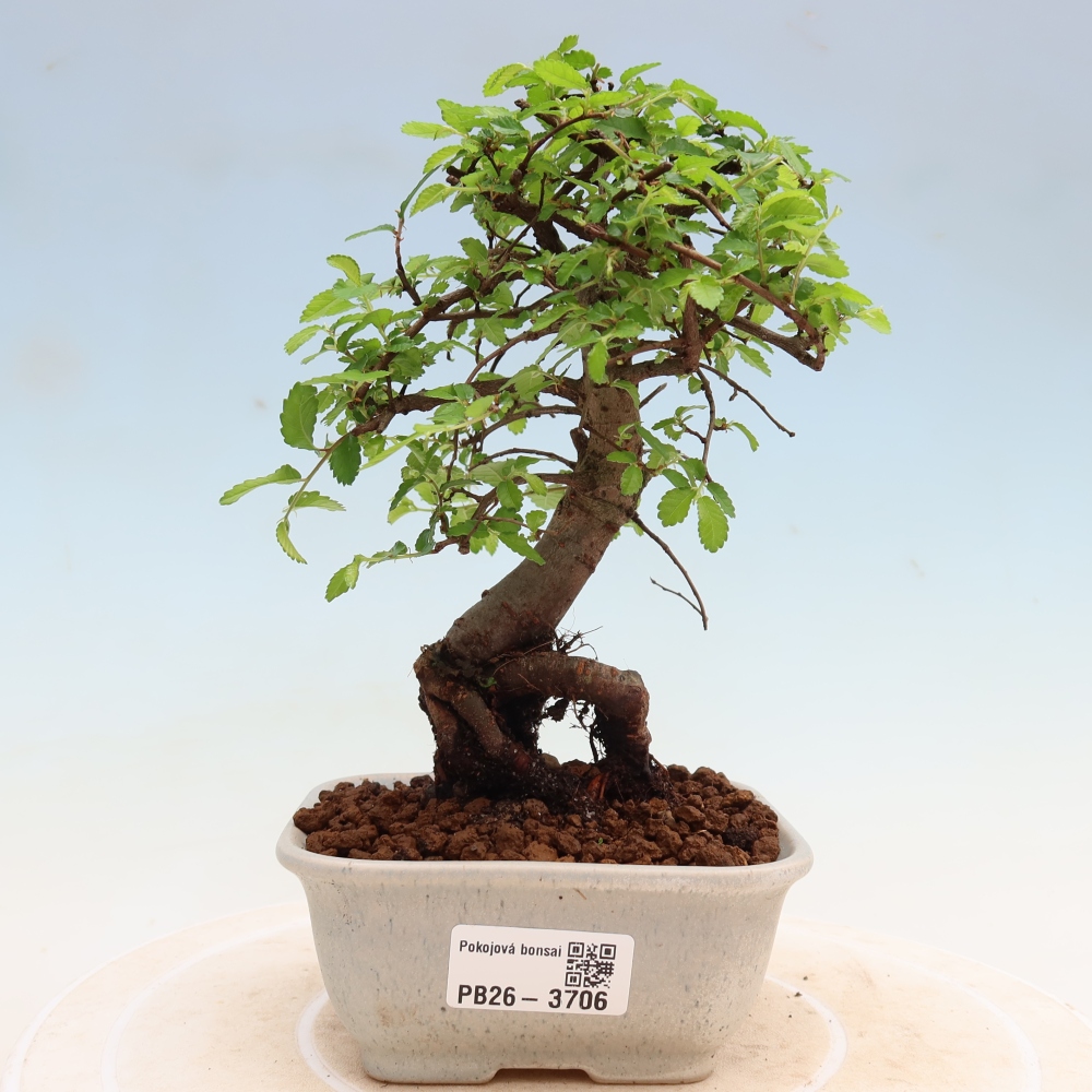 Pokojová bonsai - Ulmus parvifolia - Malolistý jilm