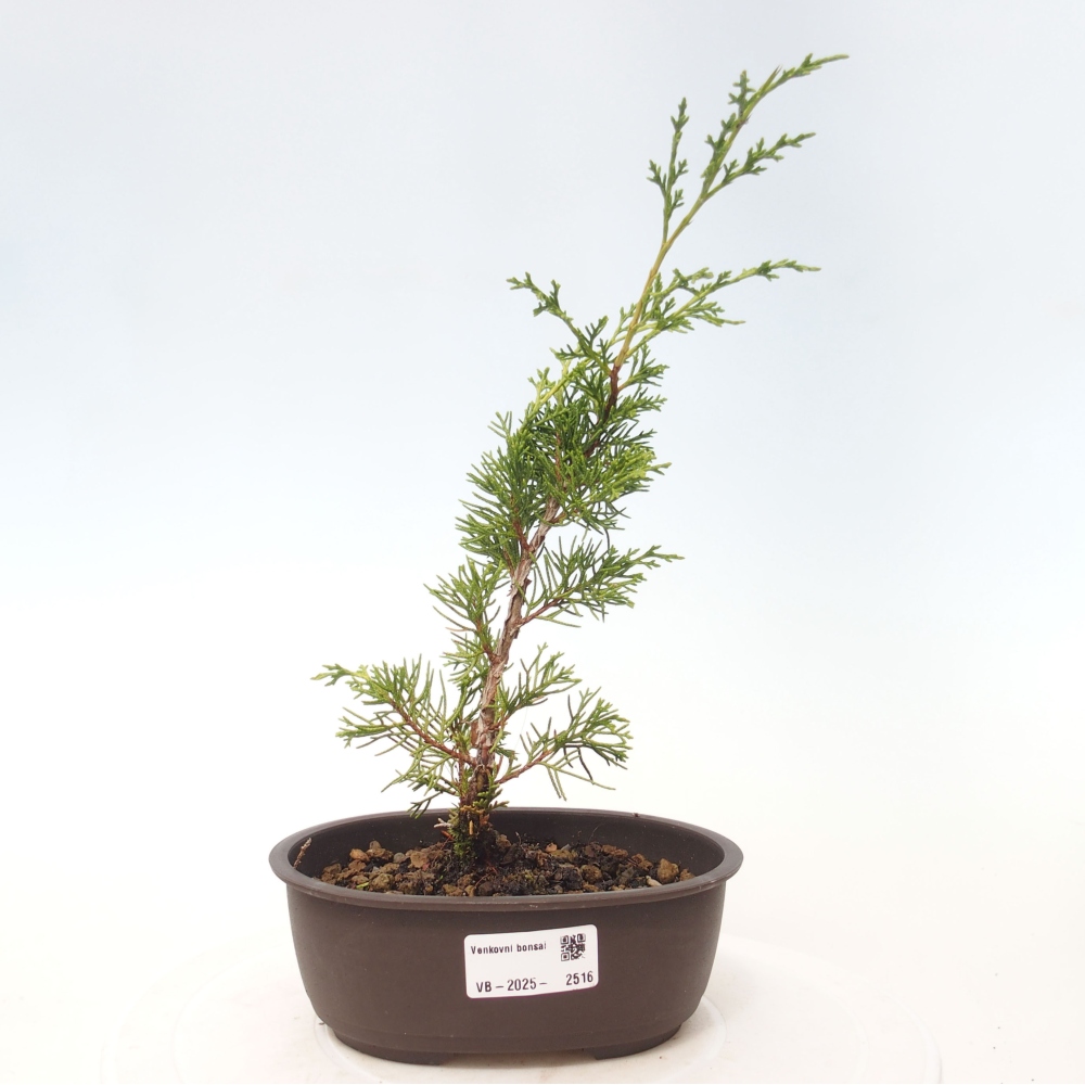 Venkovní bonsai - Juniperus chinensis Itoigawa -Jalovec čínský