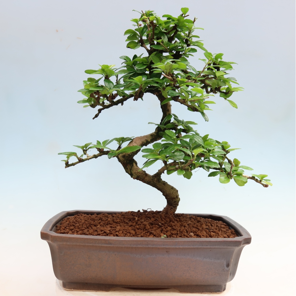 Pokojová bonsai - Carmona macrophylla - Čaj fuki