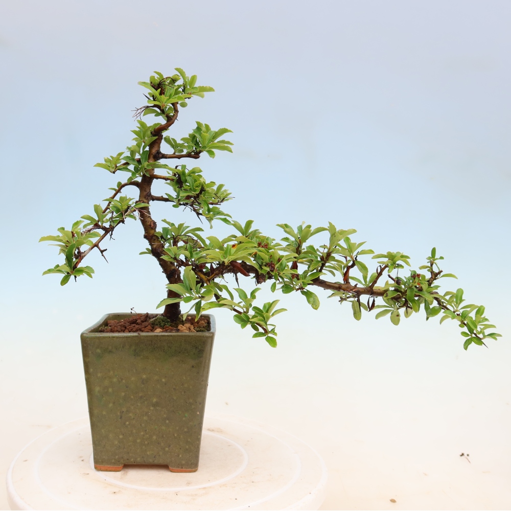 Venkovní bonsai - Pyracantha teton - Hlohyně šarlatová