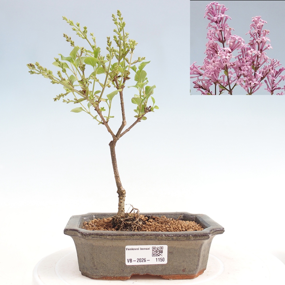 Venkovní bonsai - Syringa Meyeri Palibin - Šeřík Meyerův