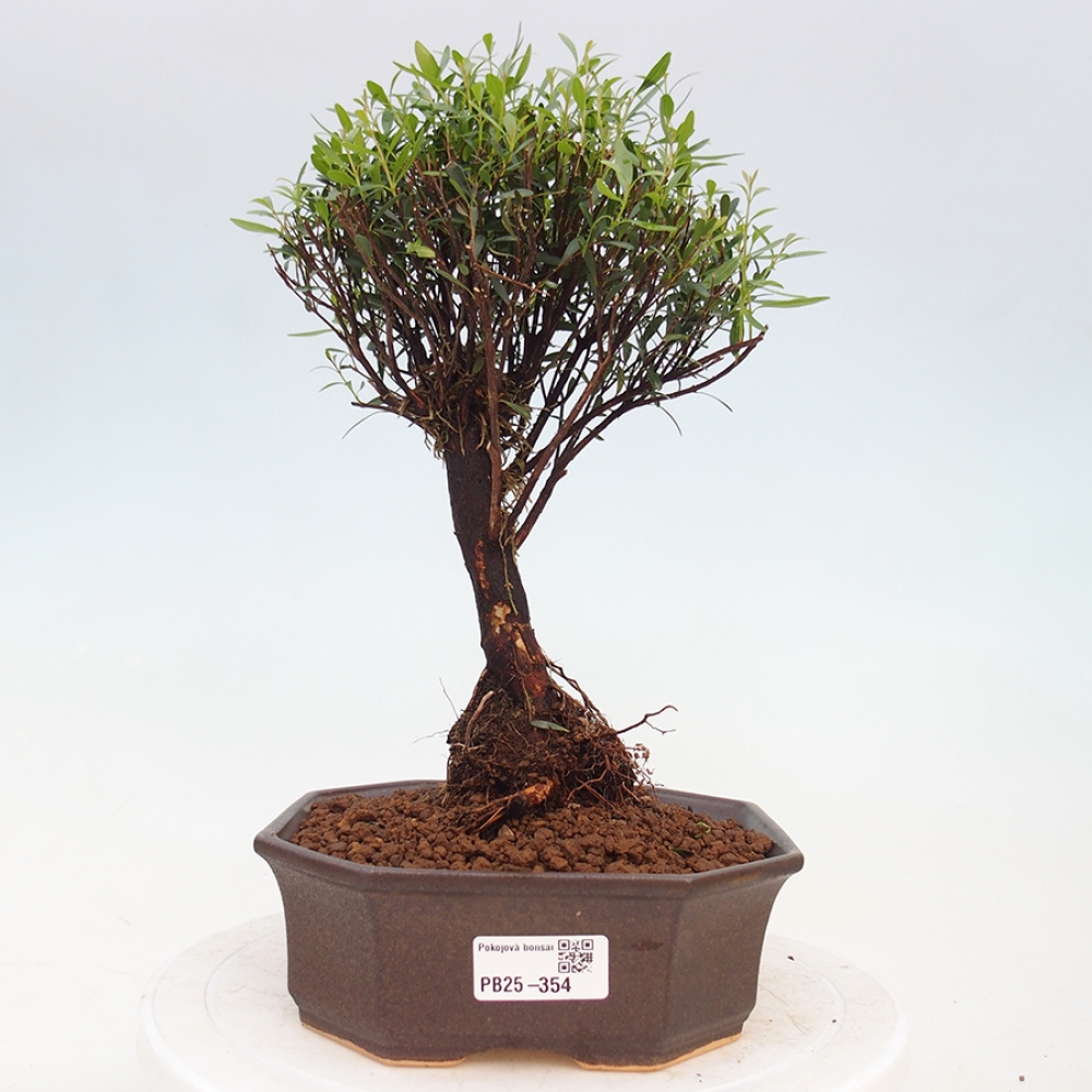 Pokojová bonsai - Syzygium - Pimentovník