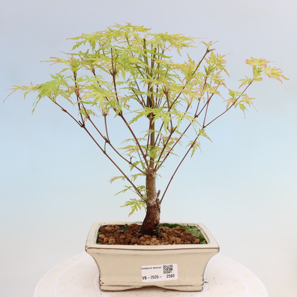 Venkovní bonsai - Acer palmatum Dissectum - Javor dlanitolistý 