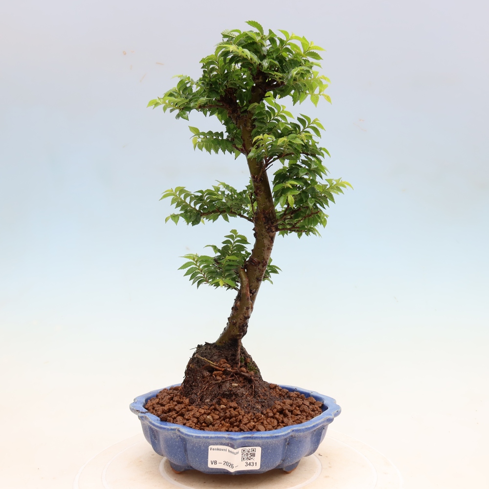 Venkovní bonsai - Ulmus Jacqueline Hillier - Jilm nádherný