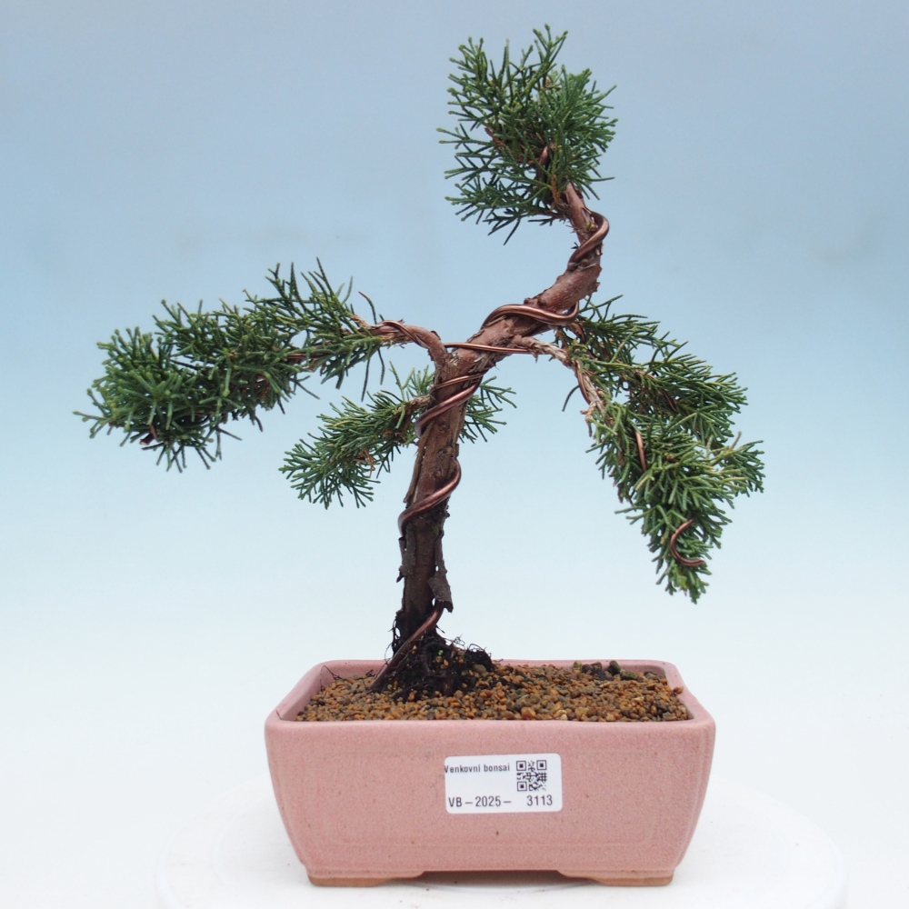 Venkovní bonsai - Juniperus chinensis Kishu -Jalovec čínský