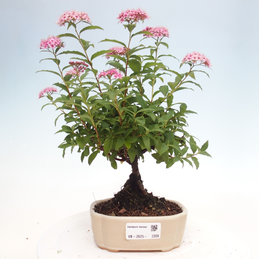 Venkovní bonsai -malolistý tavolník - Spirea japonica GENPSI