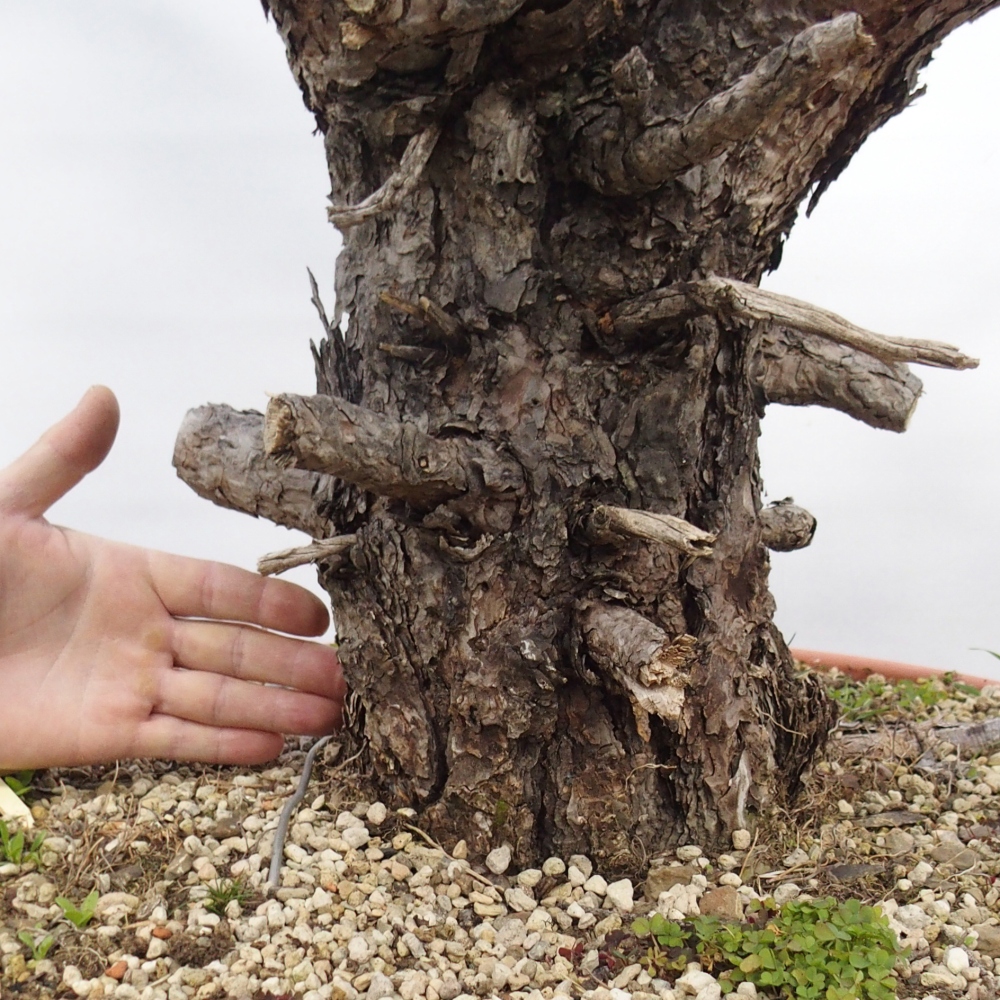 Yamadori - Pinus sylvestris Španělsko