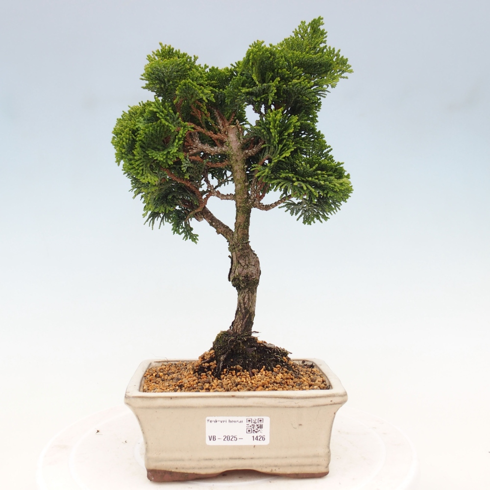 Venkovní bonsai - Cham.pis obtusa Nana Gracilis - Cypřišek