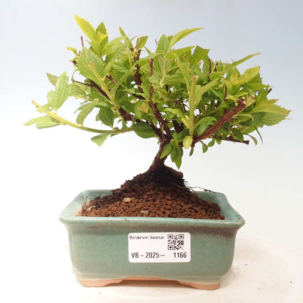 Venkovní bonsai -malolistý tavolník - Spirea japonica GENPSI