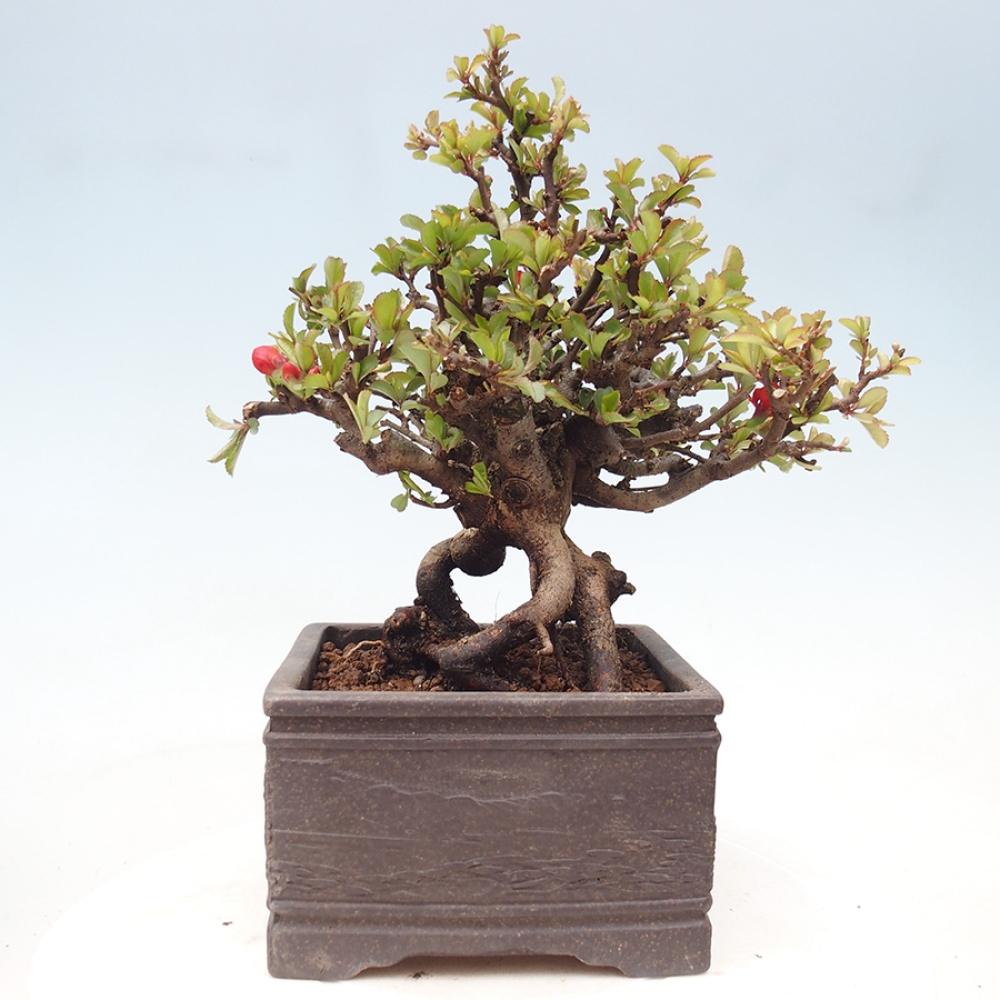 Venkovní  bonsai -  Chaneomeles speciosa - Kdoulovec ozdobný