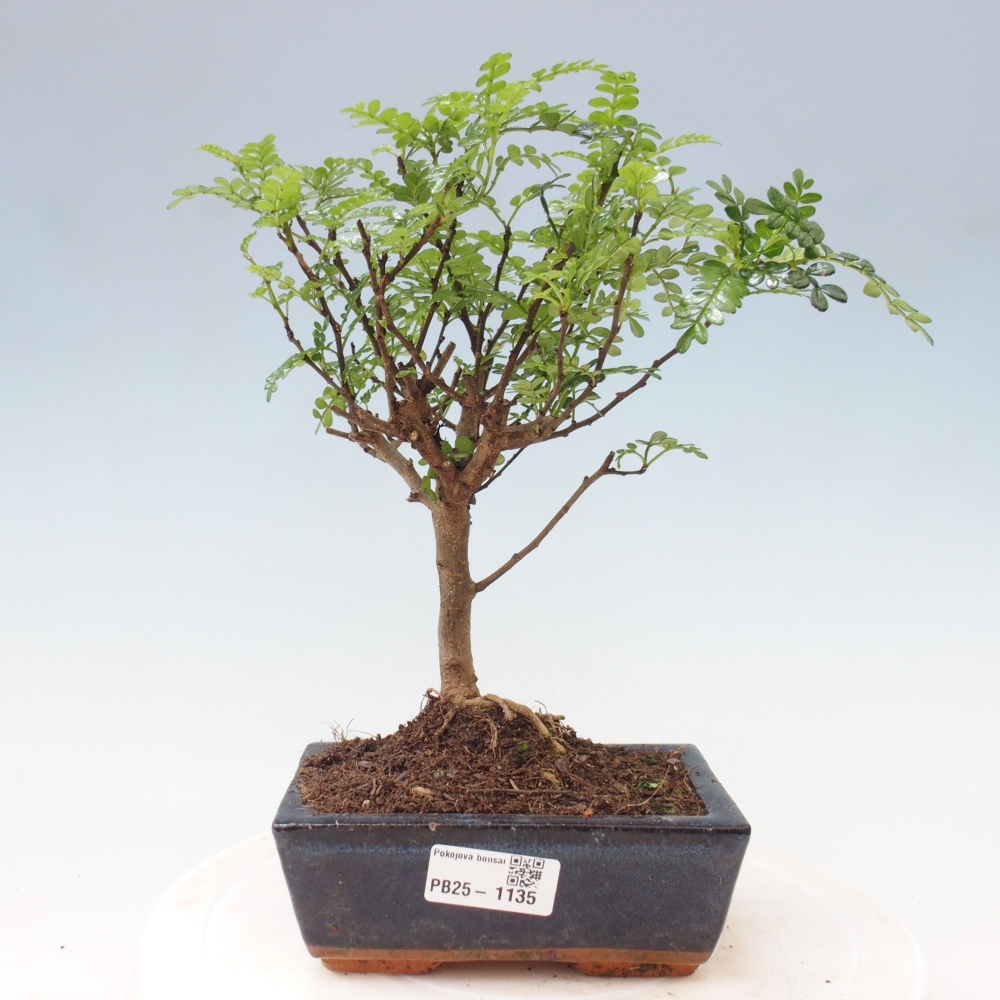 Pokojová bonsai - Zantoxylum piperitum - pepřovník