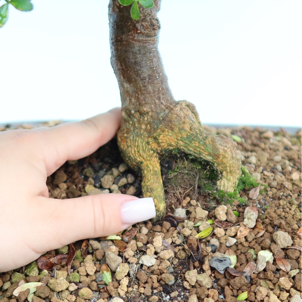Pokojová bonsai - Zantoxylum piperitum - pepřovník