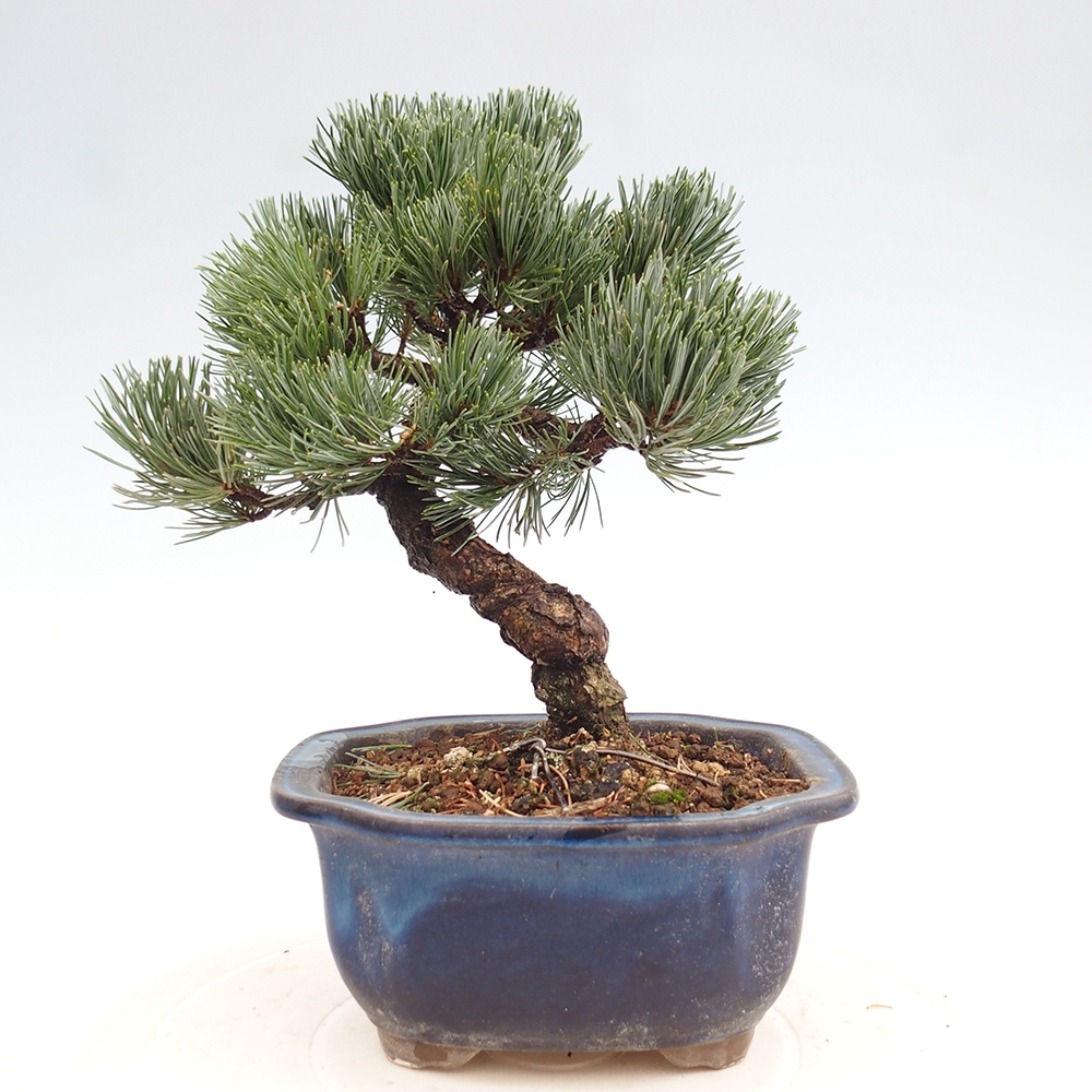 Venkovní bonsai - Pinus parviflora - Borovice drobnokvětá