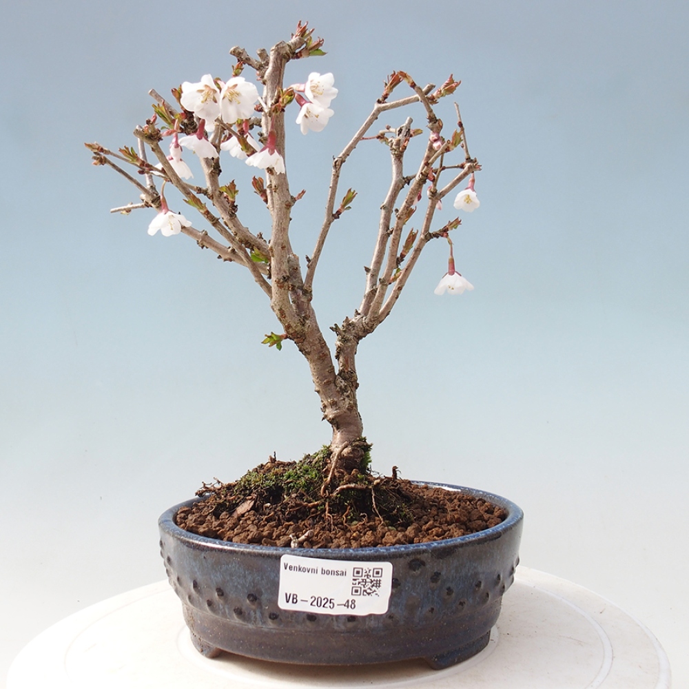 Venkovní bonsai - Prunus incisa Kojou-no mai-Slivoň vyříznutá