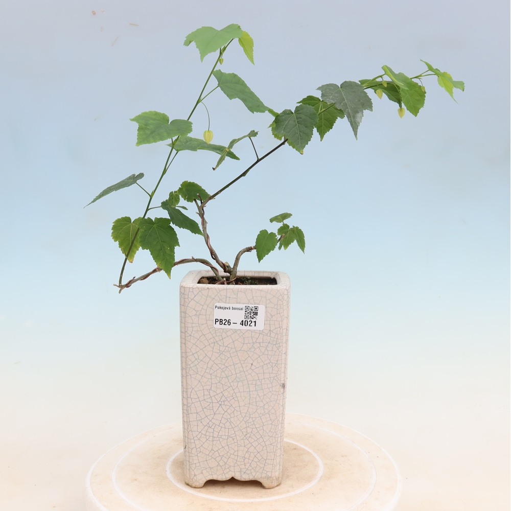Pokojová bonsai - Abutilon Big Bell - Mračňák poříční