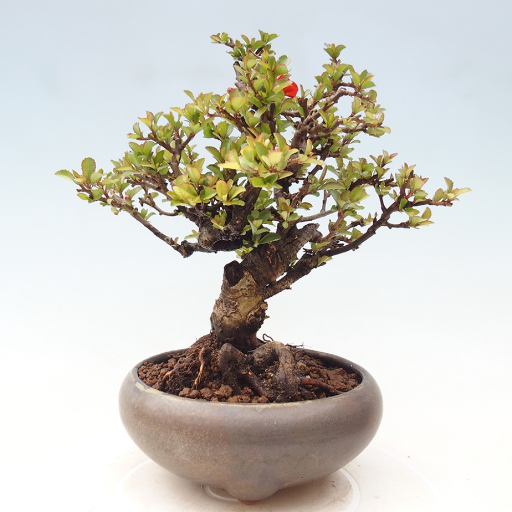 Venkovní  bonsai -  Chaneomeles speciosa - Kdoulovec ozdobný