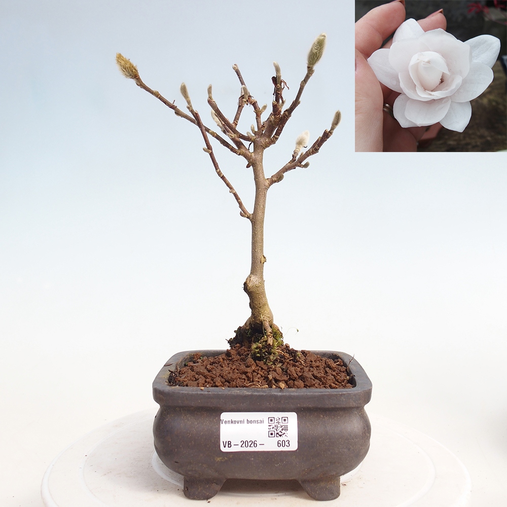 Venkovní bonsai - Magnolia stellata  -  Šácholán hvězdokvětý