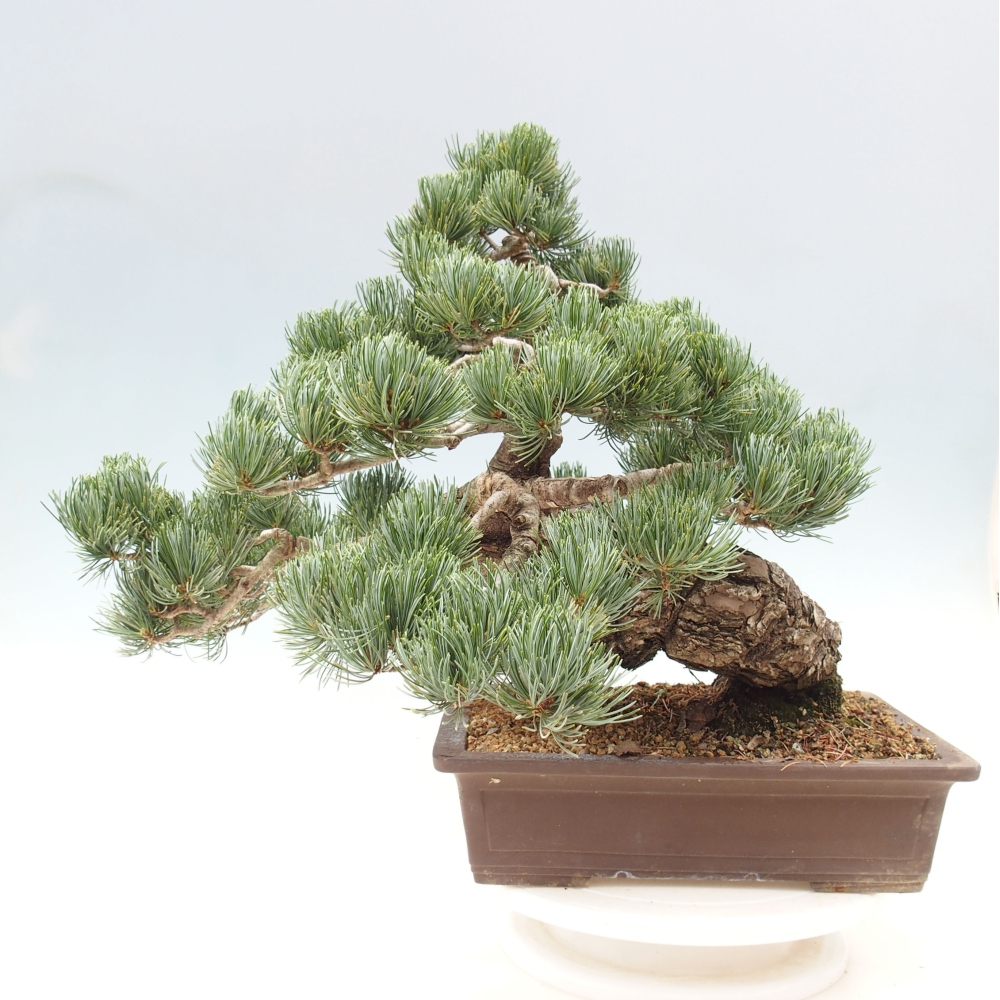 Venkovní bonsai - Pinus parviflora - Borovice drobnokvětá