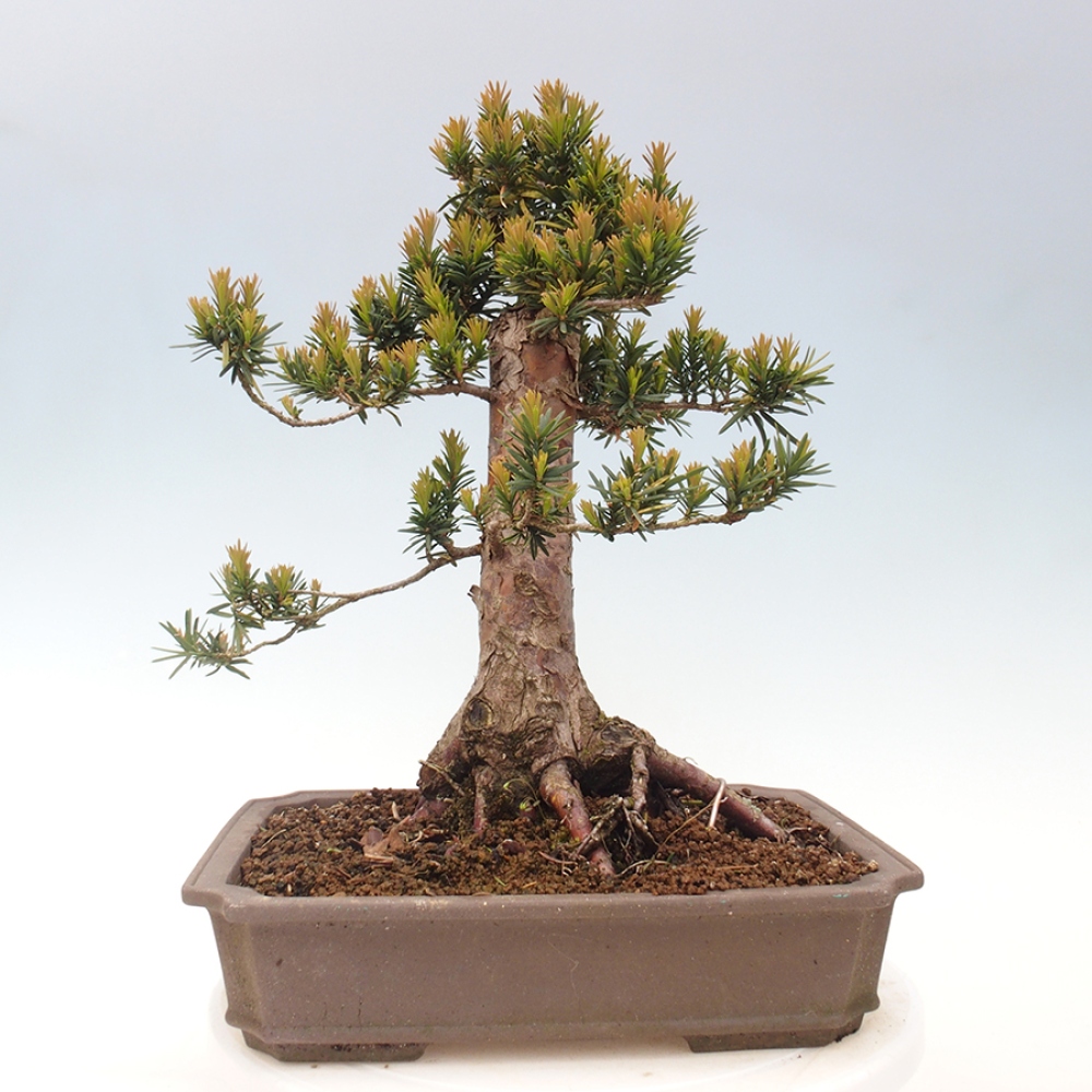 Venkovní bonsai - Taxus cuspidata  - Tis japonský