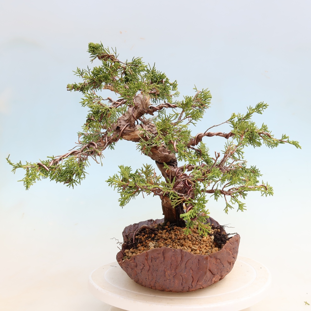Venkovní bonsai - Juniperus chinensis Itoigawa-Jalovec čínský
