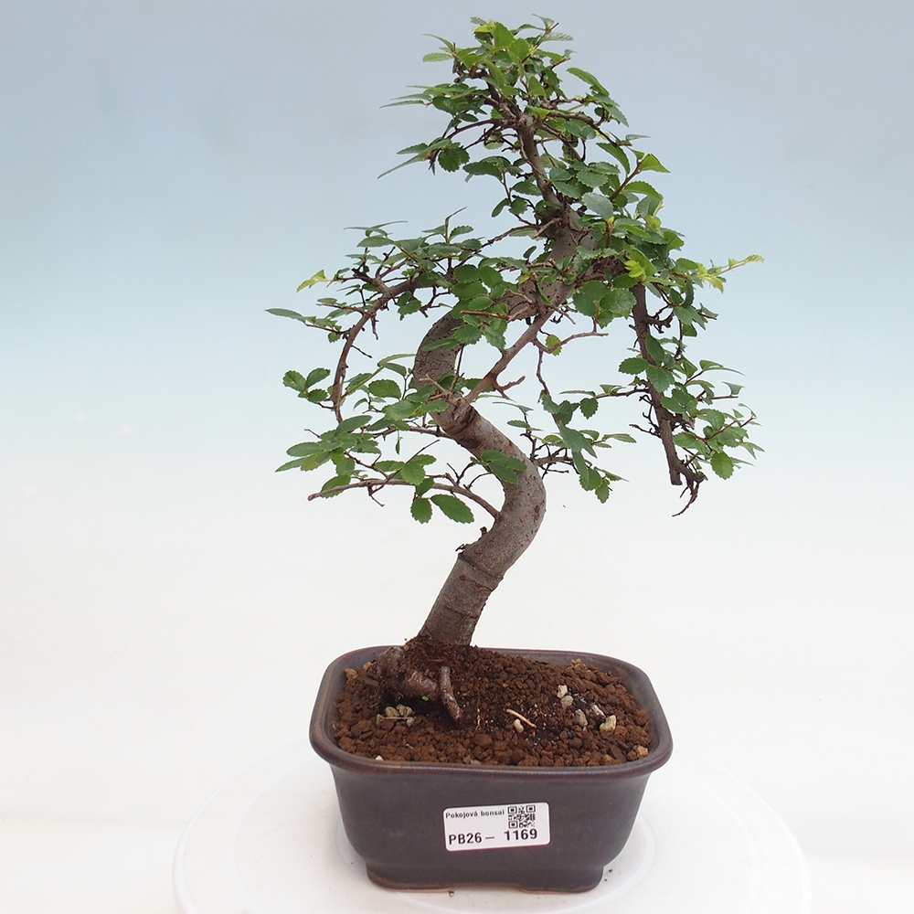 Pokojová bonsai - Ulmus parvifolia - Malolistý jilm