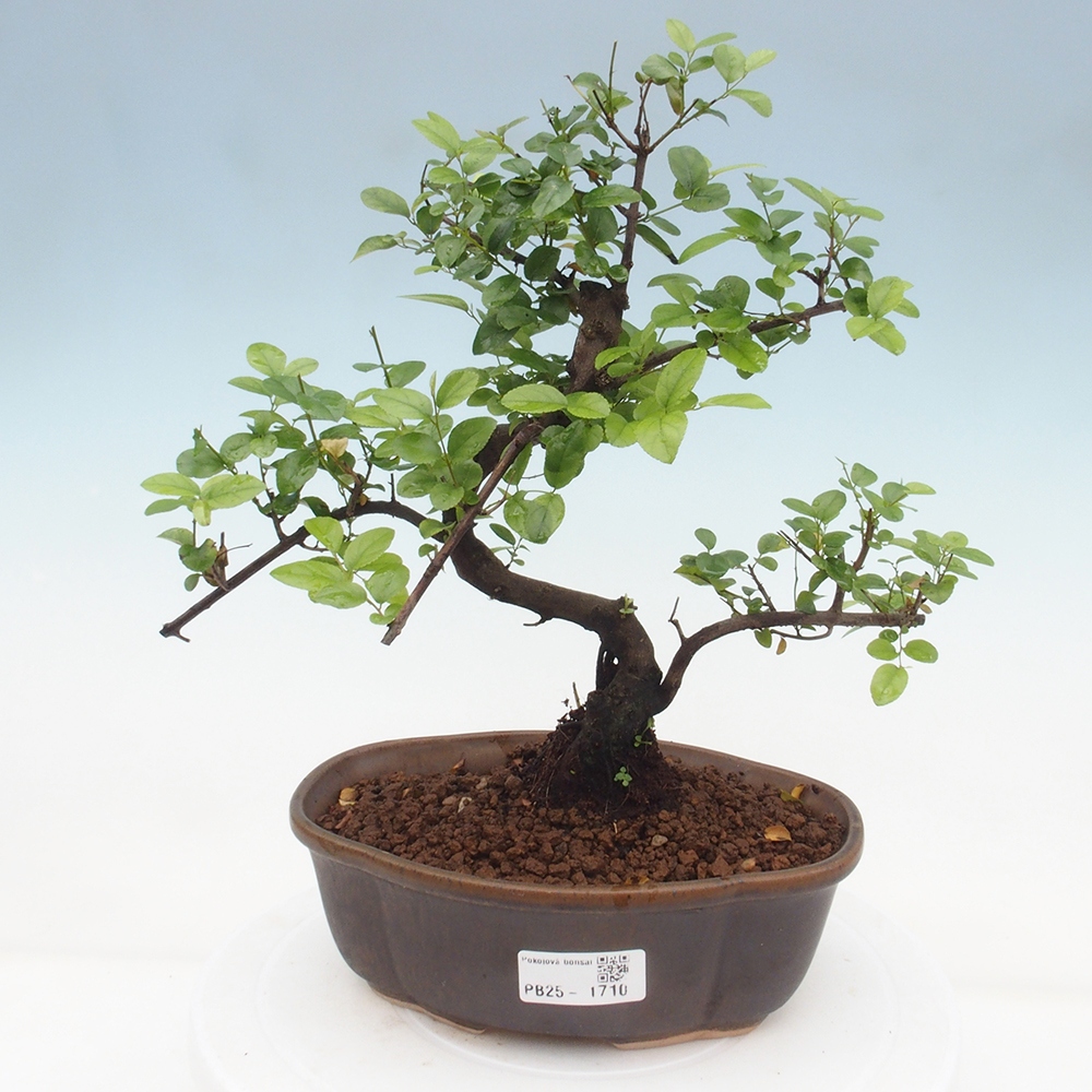Pokojová bonsai - Sagerécie thea - Sagerécie thea