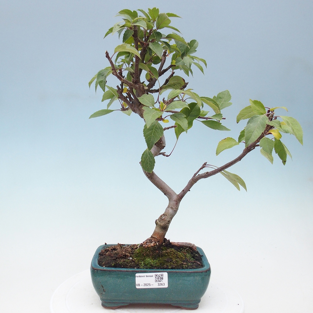 Venkovní bonsai -Malus halliana - Maloplodá jabloň