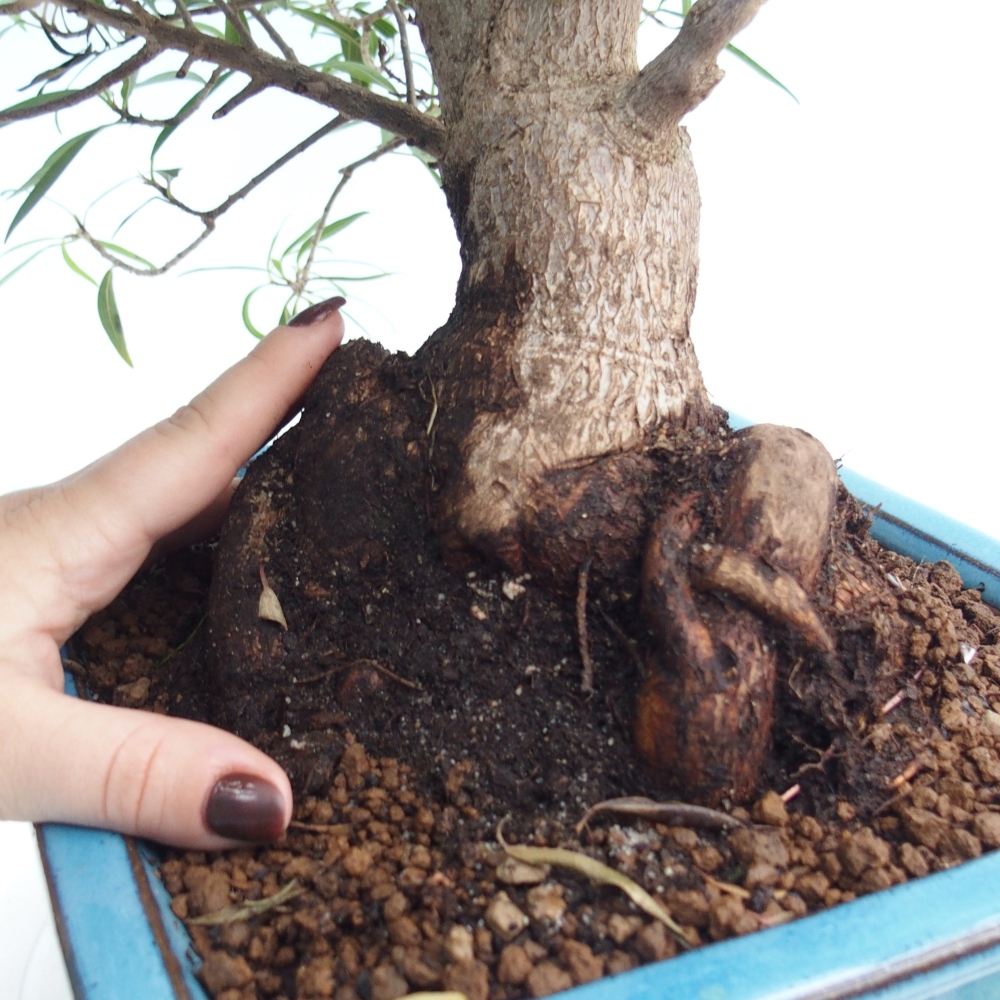 Pokojová bonsai - Ficus nerifolia -  malolistý fíkus