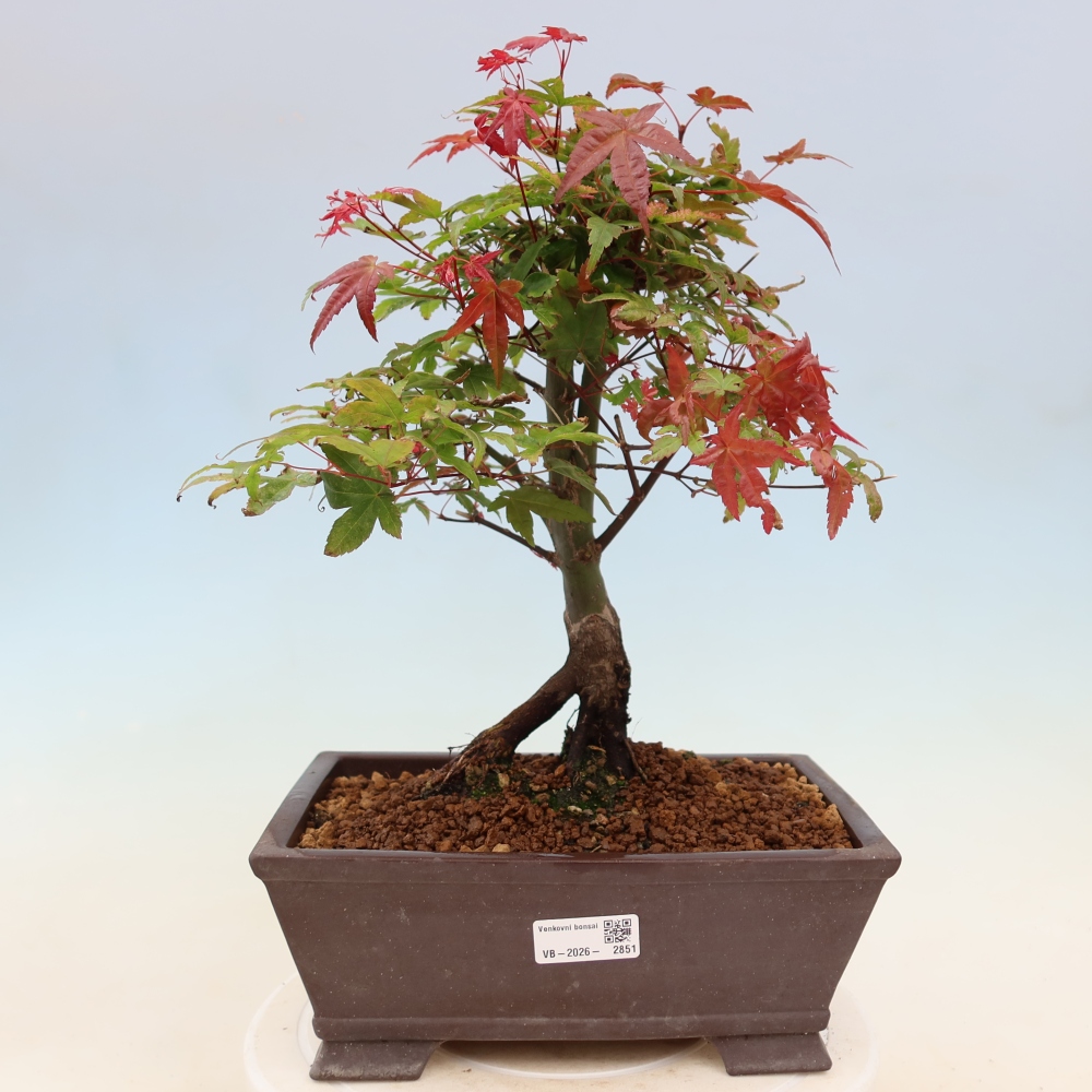 Javor dlanitolistý - Acer palmatum Beni Tsukasa