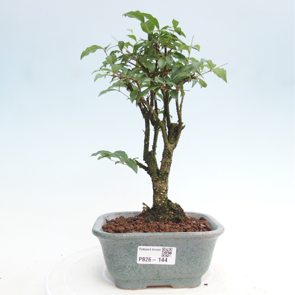 Pokojová bonsai - Malpighia coccigera- Barbdorská třešeň