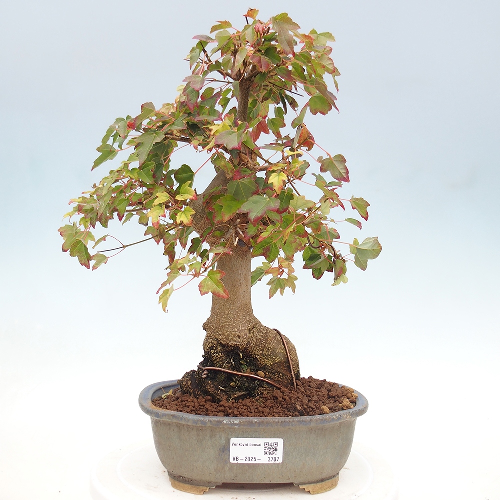 Venkovní bonsai - Acer Buergerianum - Javor Burgerův