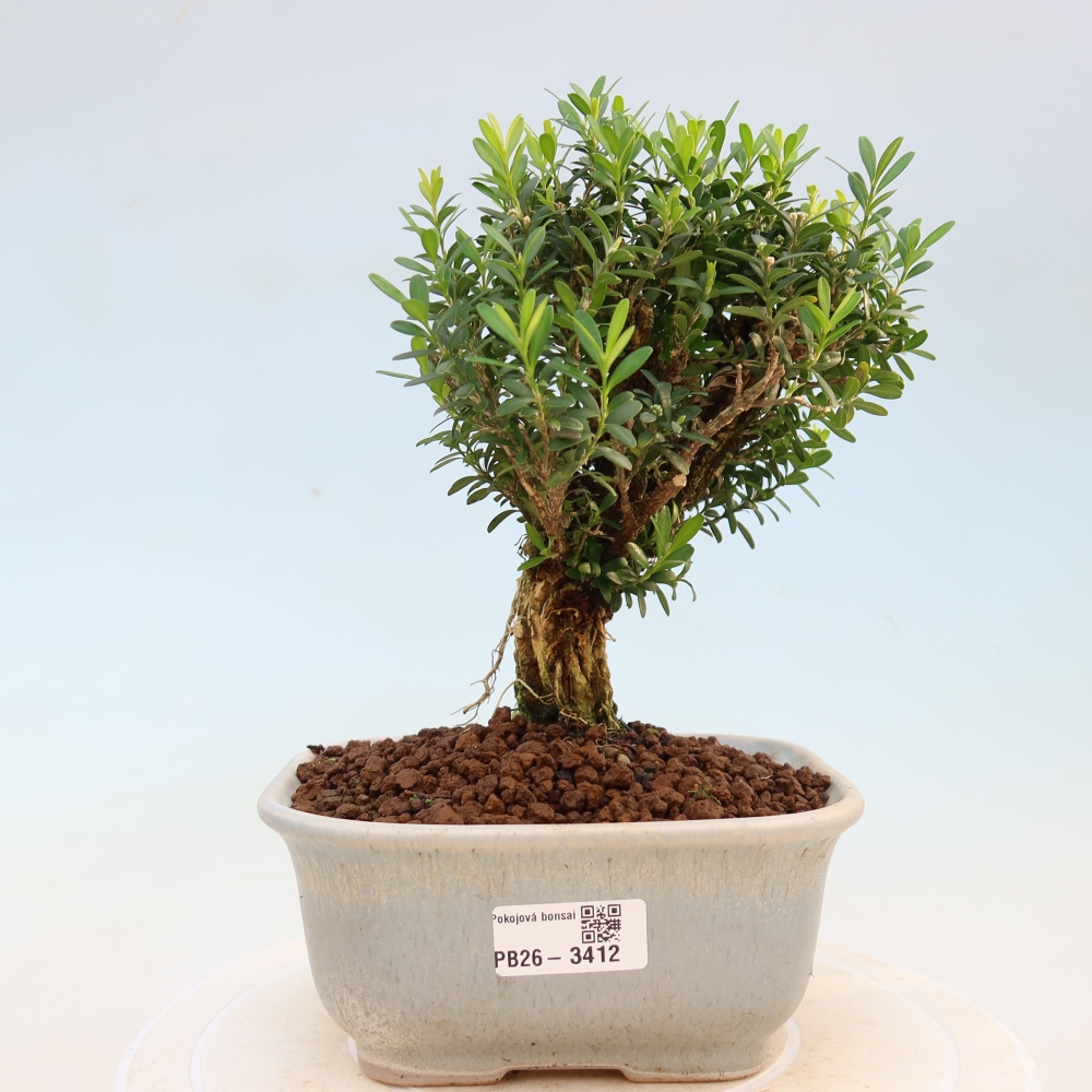 Pokojová bonsai - Buxus harlandii -korkový buxus