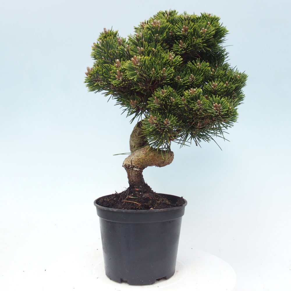 Venkovní bonsai - Pinus thunbergii senjyumaru - Borovice thunbergova