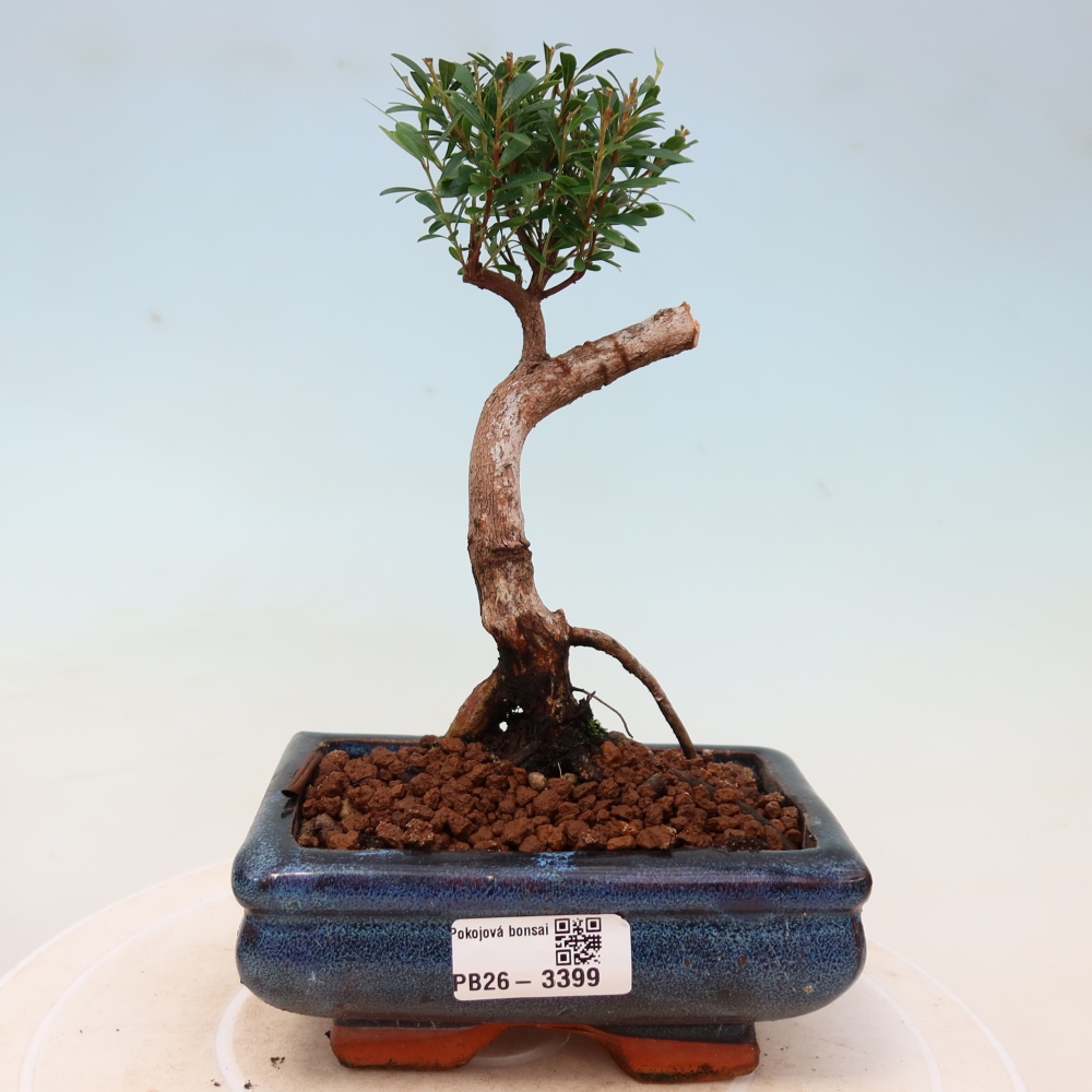 Pokojová bonsai - Syzygium - Pimentovník