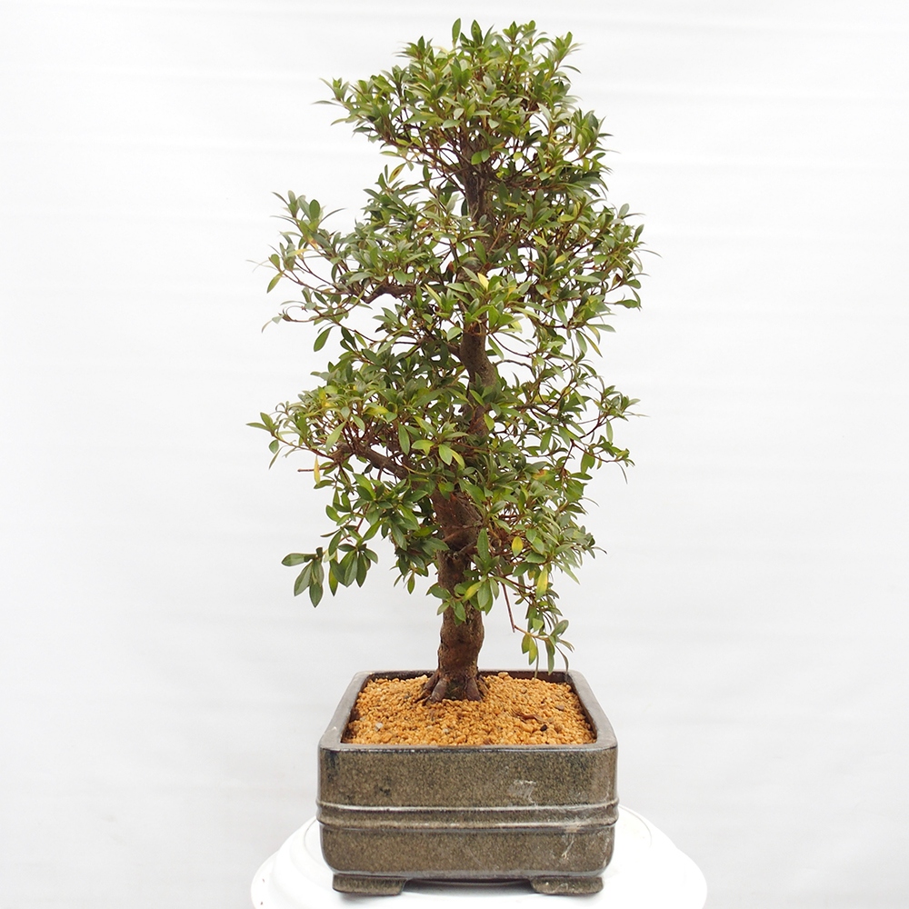Venkovní bonsai - Japonská azalka - Azalea satsuki