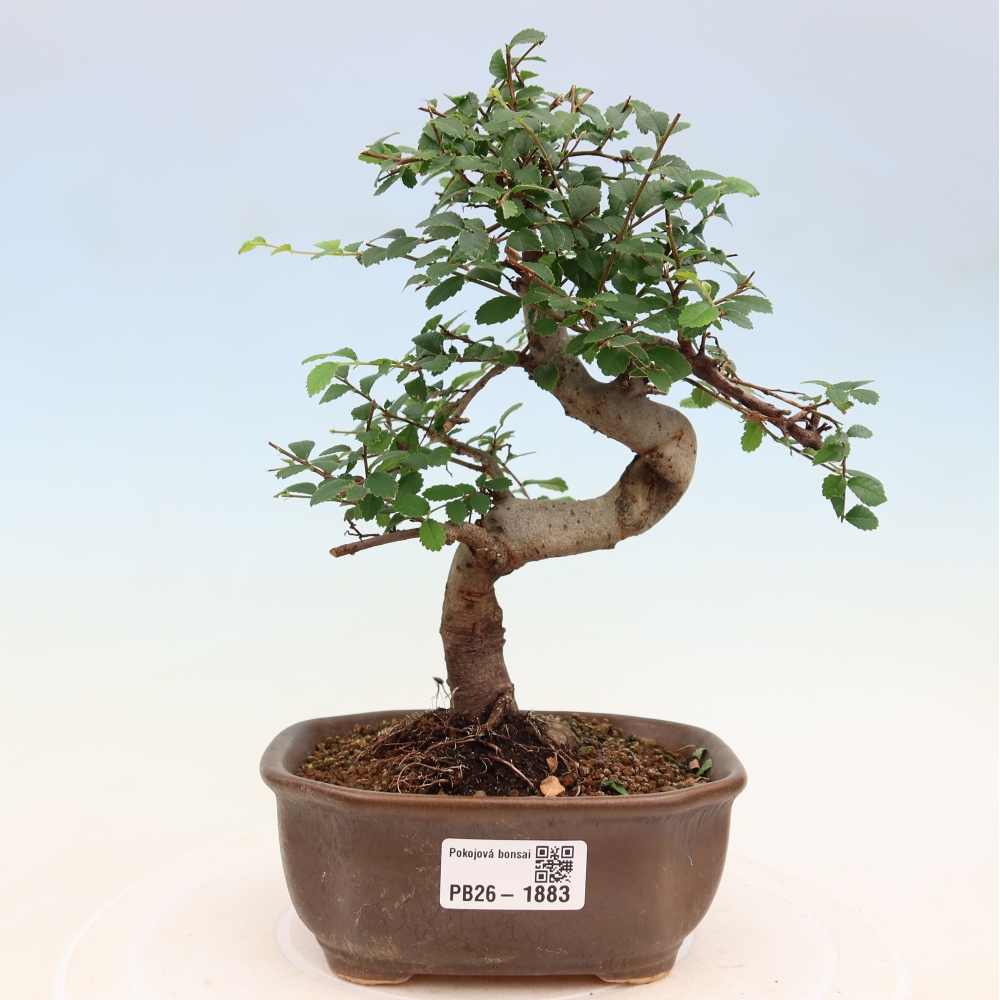 Pokojová bonsai - Ulmus parvifolia - Malolistý jilm