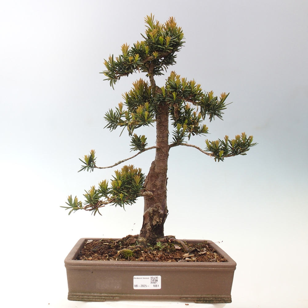 Venkovní bonsai - Taxus cuspidata  - Tis japonský