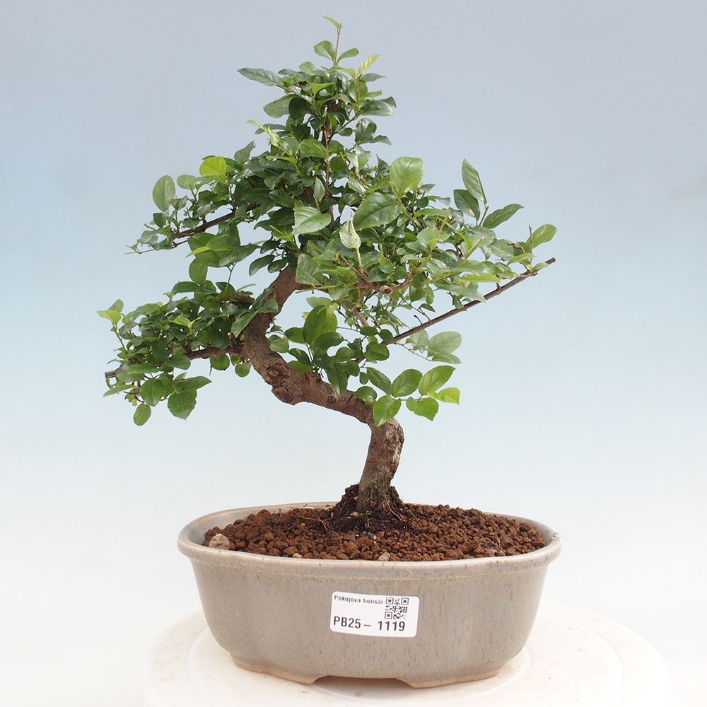 Pokojová bonsai - Sagerécie thea - Sagerécie thea