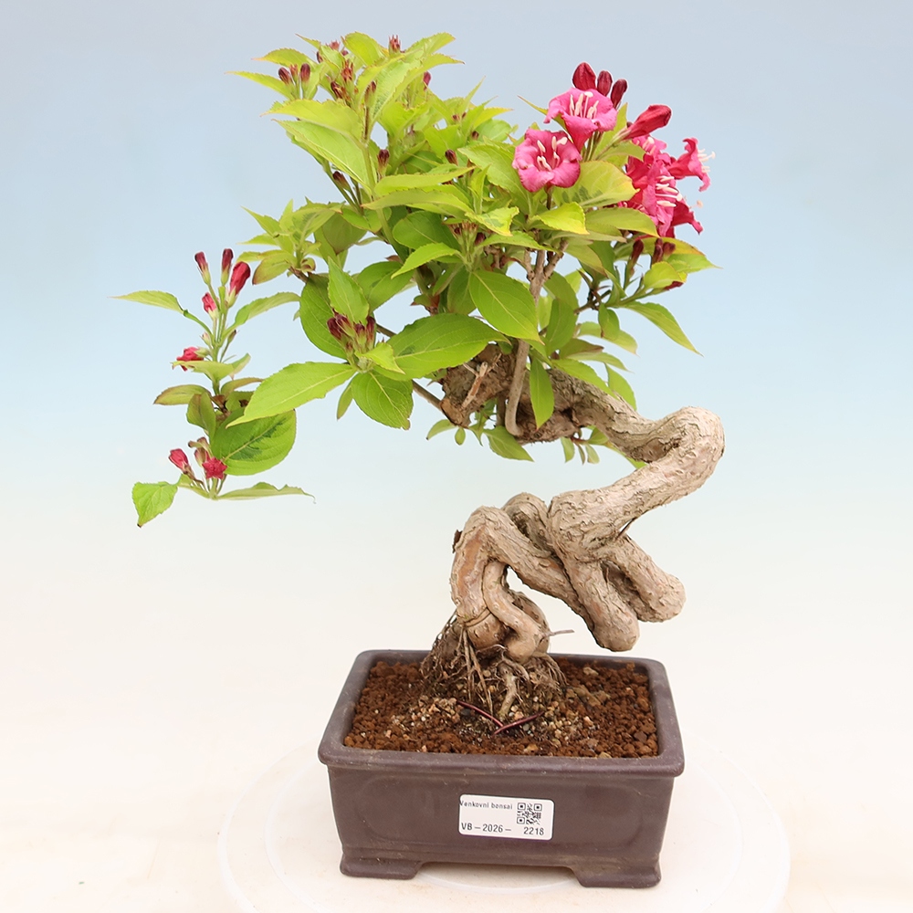 Venkovní bonsai - Weigela subsessilis - Vajgélie korejská