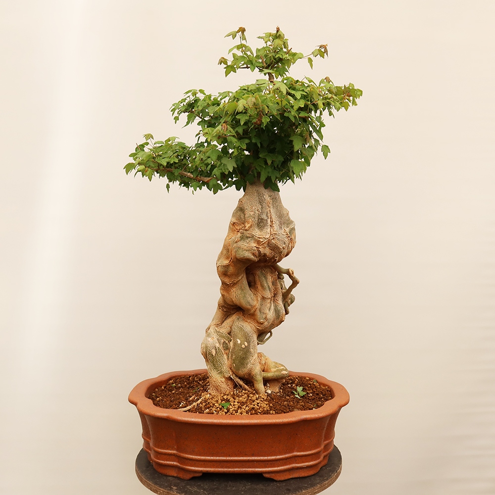 Venkovní bonsai - Javor Burgerův - Acer Burgerianum 