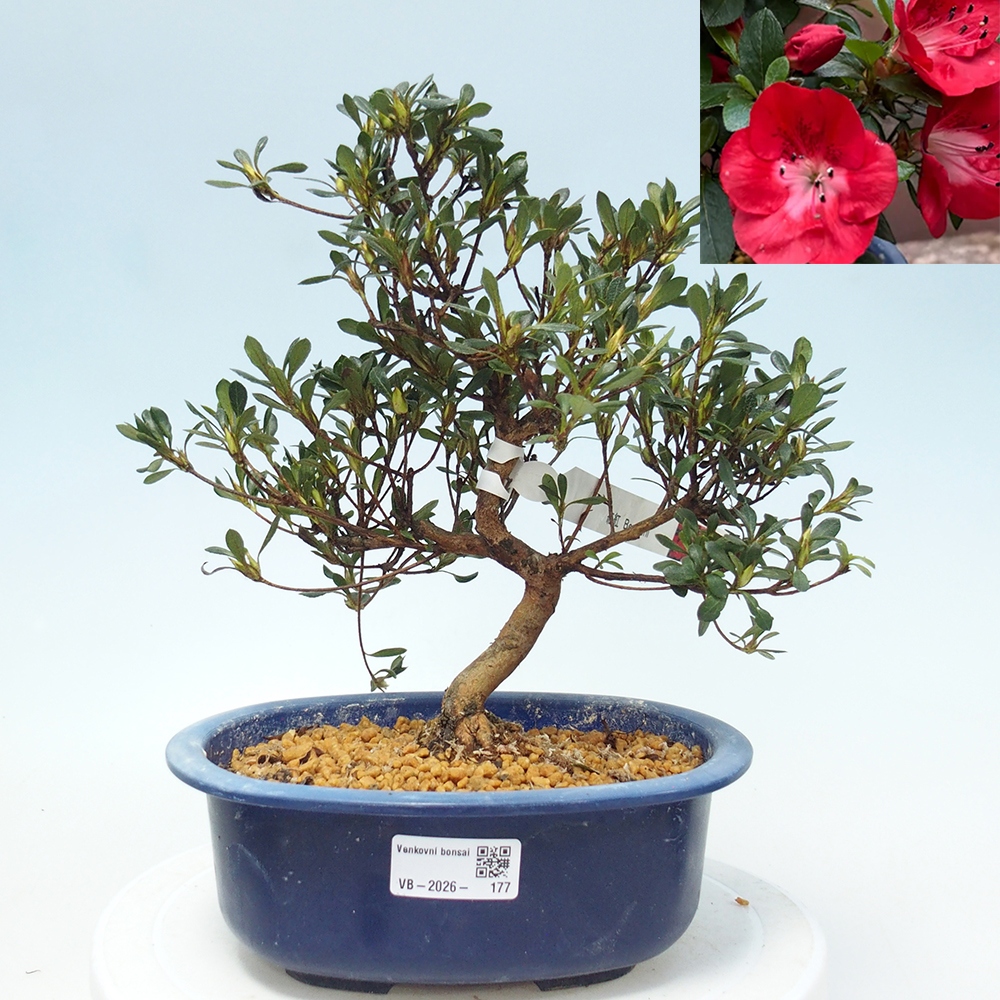 Venkovní bonsai - Japonská azalka - Azalea Benibeni