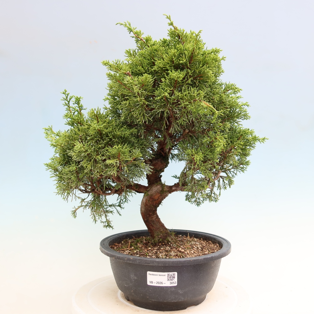 Venkovní bonsai - Juniperus chinensis Itoigawa-Jalovec čínský