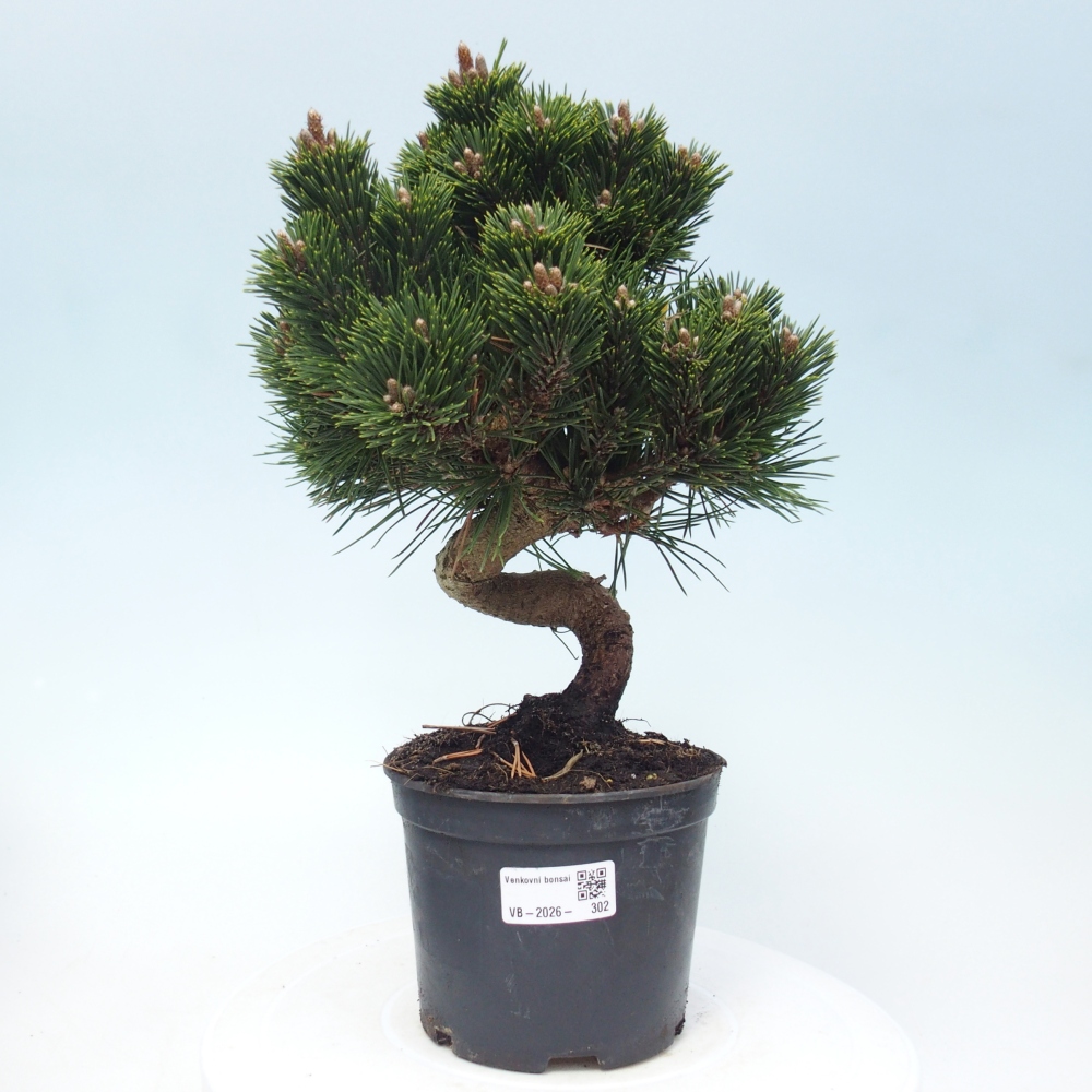 Venkovní bonsai - Pinus thunbergii senjyumaru - Borovice thunbergova