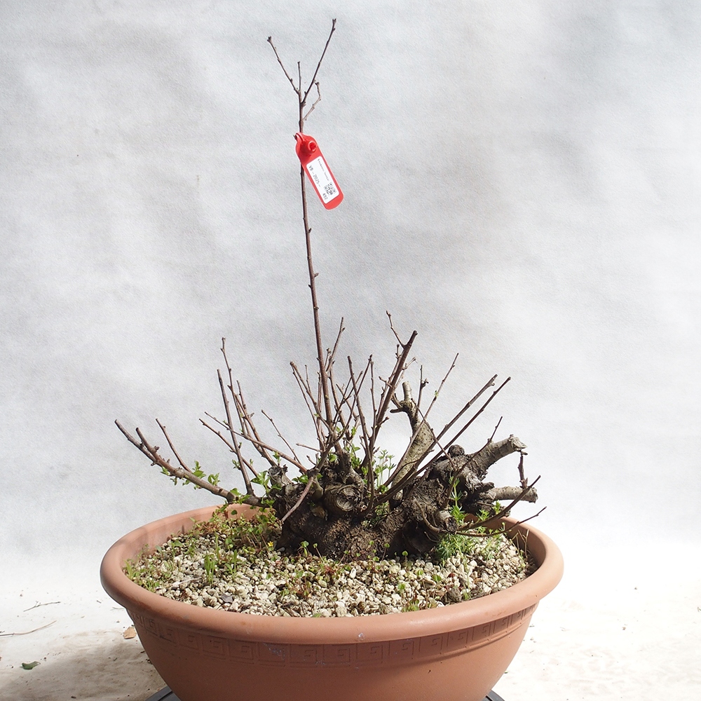 Venkovní bonsai -Mahalebka - Prunus mahaleb