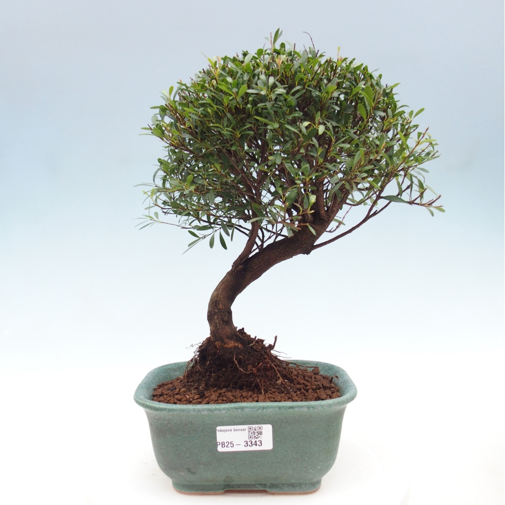 Pokojová bonsai - Syzygium - Pimentovník
