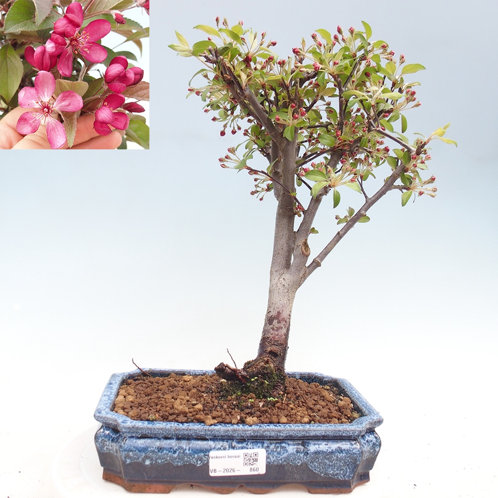 Venkovní bonsai -Malus domestica - Maloplodá jabloň červenolistá