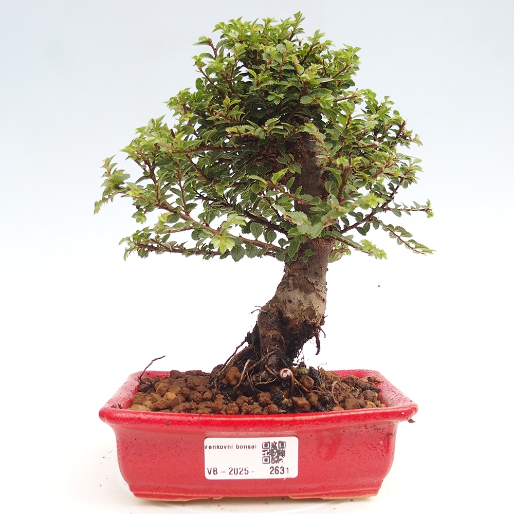 Venkovní bonsai - Ulmus parvifolia Hokkaido - jilm Čínský